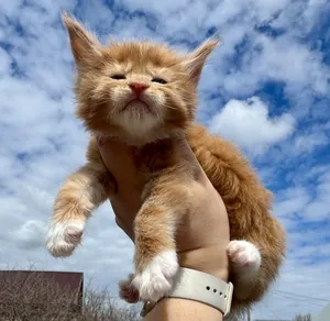 Maine Coon kitten