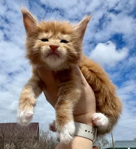 Maine Coon kitten