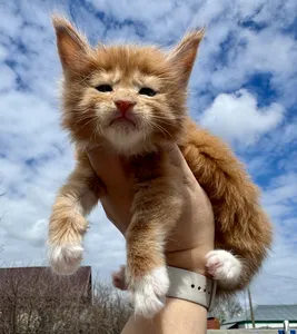 Maine Coon kitten