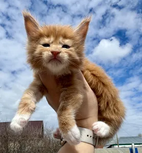 Maine Coon kitten