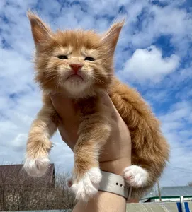 Maine Coon kitten