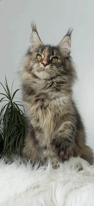 Rafaela — Maine Coon kitten, Tortie Mac Tabby MCO f 23