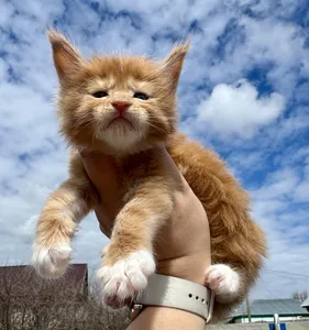 Maine Coon kitten