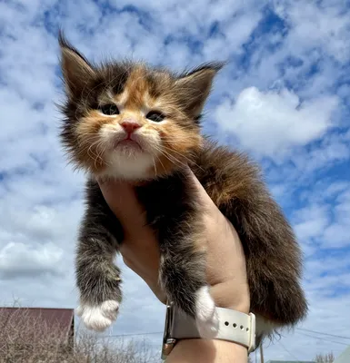 Котенок мейн-кун