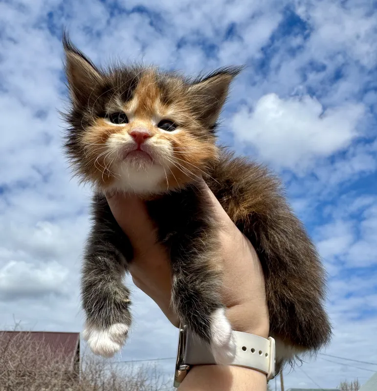 Maine Coon kitten Tortie white dots on paws or/and stomach MCO f 09 Girl