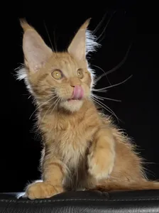Котенок мейн-кун