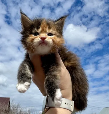 Котенок мейн-кун