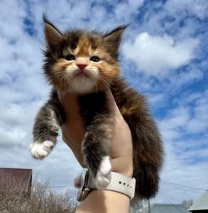 Maine Coon kitten