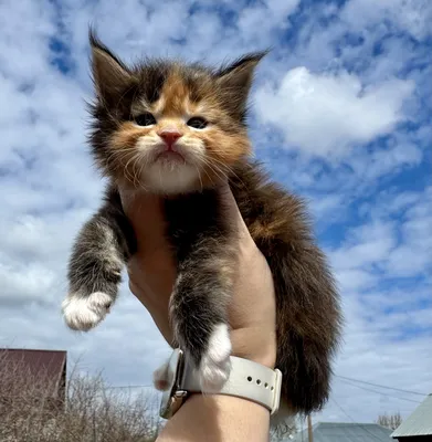 Котенок мейн-кун