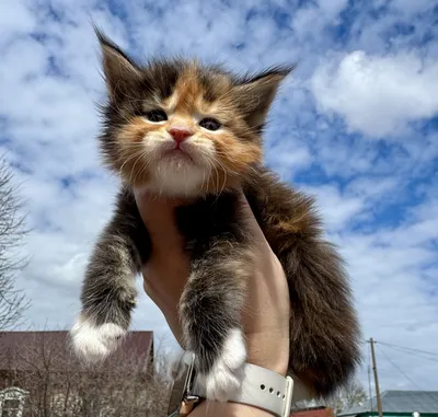 Котенок мейн-кун