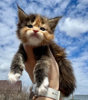 Котенок мейн-кун