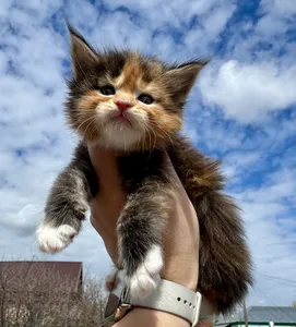 Maine Coon kitten