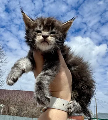 Котенок мейн-кун