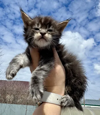 Котенок мейн-кун
