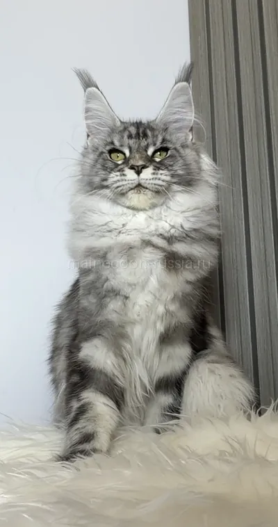 Котенок мейн-кун