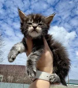 Maine Coon kitten