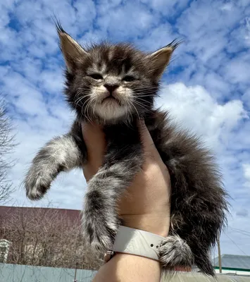 Котенок мейн-кун