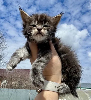 Котенок мейн-кун