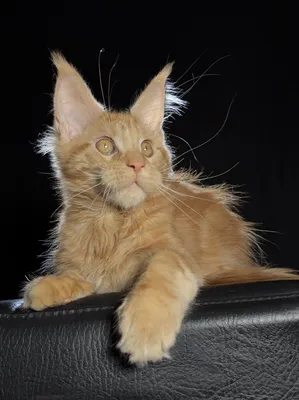 Maine Coon kitten
