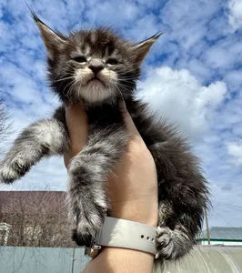 Maine Coon kitten