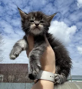Maine Coon kitten