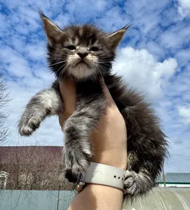 Maine Coon kitten