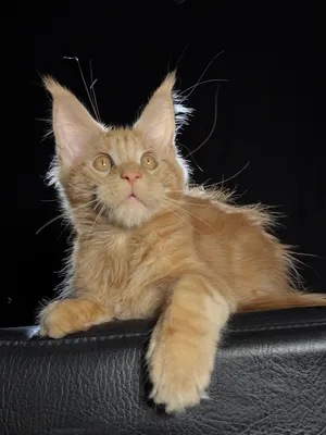 Maine Coon kitten