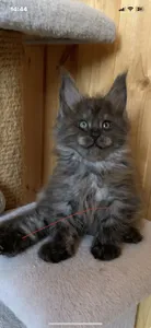 Maine Coon kitten