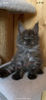 Maine Coon kitten