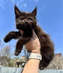Maine Coon kitten