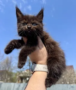 Maine Coon kitten