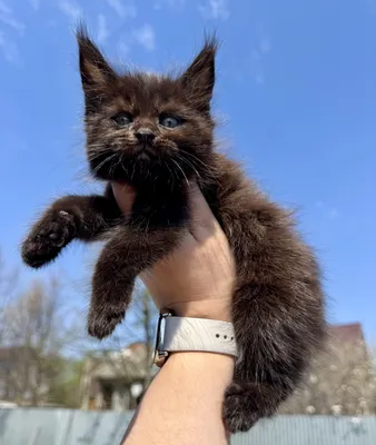 Maine Coon kitten