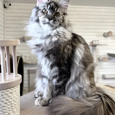 Котенок мейн-кун