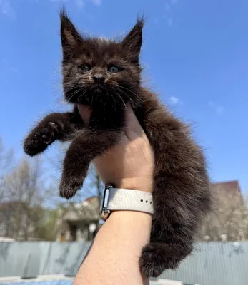 Maine Coon kitten