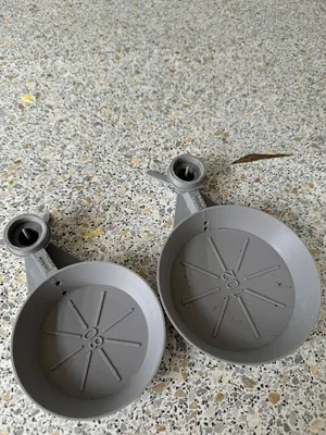 Котенок мейн-кун