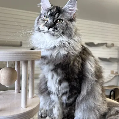 Котенок мейн-кун