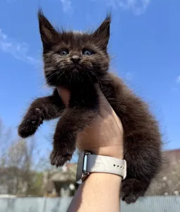 Maine Coon kitten