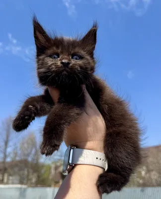 Maine Coon kitten