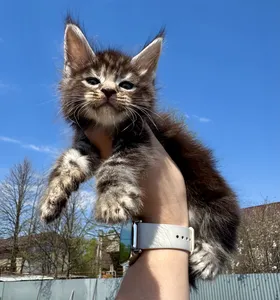 Maine Coon kitten
