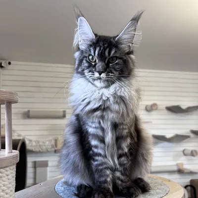 Котенок мейн-кун