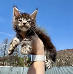 Maine Coon kitten
