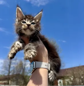Maine Coon kitten