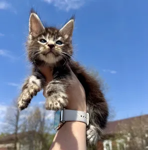 Maine Coon kitten