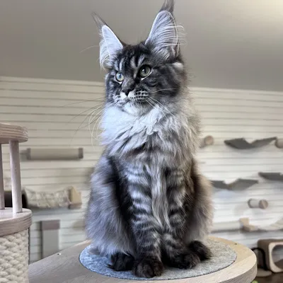 Котенок мейн-кун