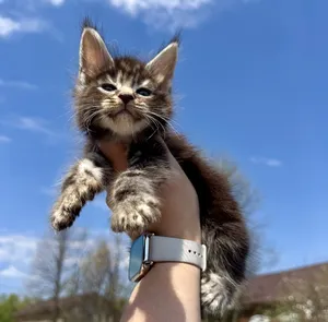 Maine Coon kitten