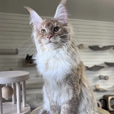 Котенок мейн-кун