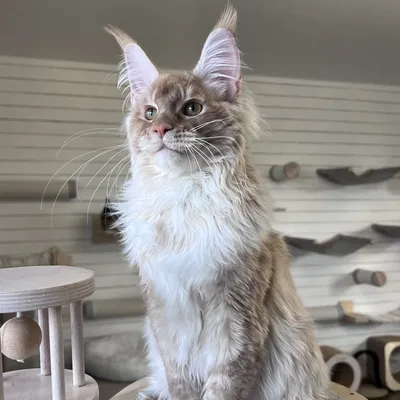 Котенок мейн-кун