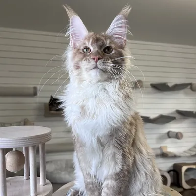 Котенок мейн-кун