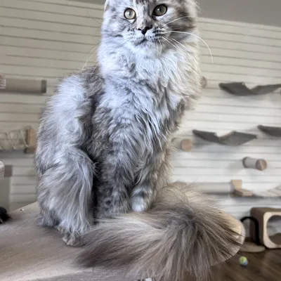 Котенок мейн-кун