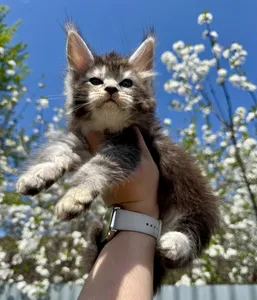 Maine Coon kitten